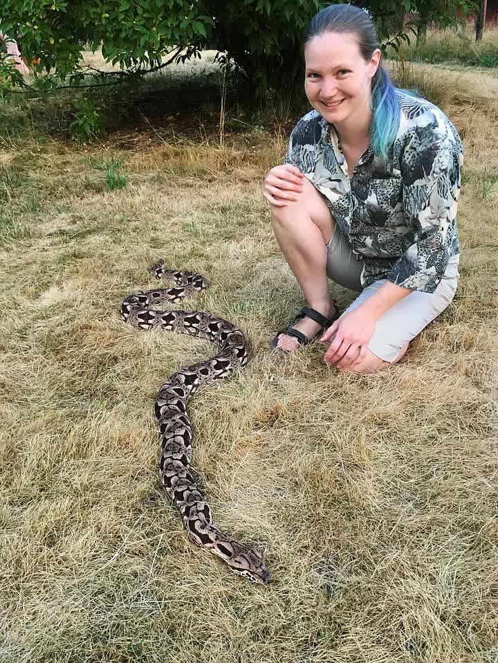 Dumeril's Boa - Curious Critters by Casai