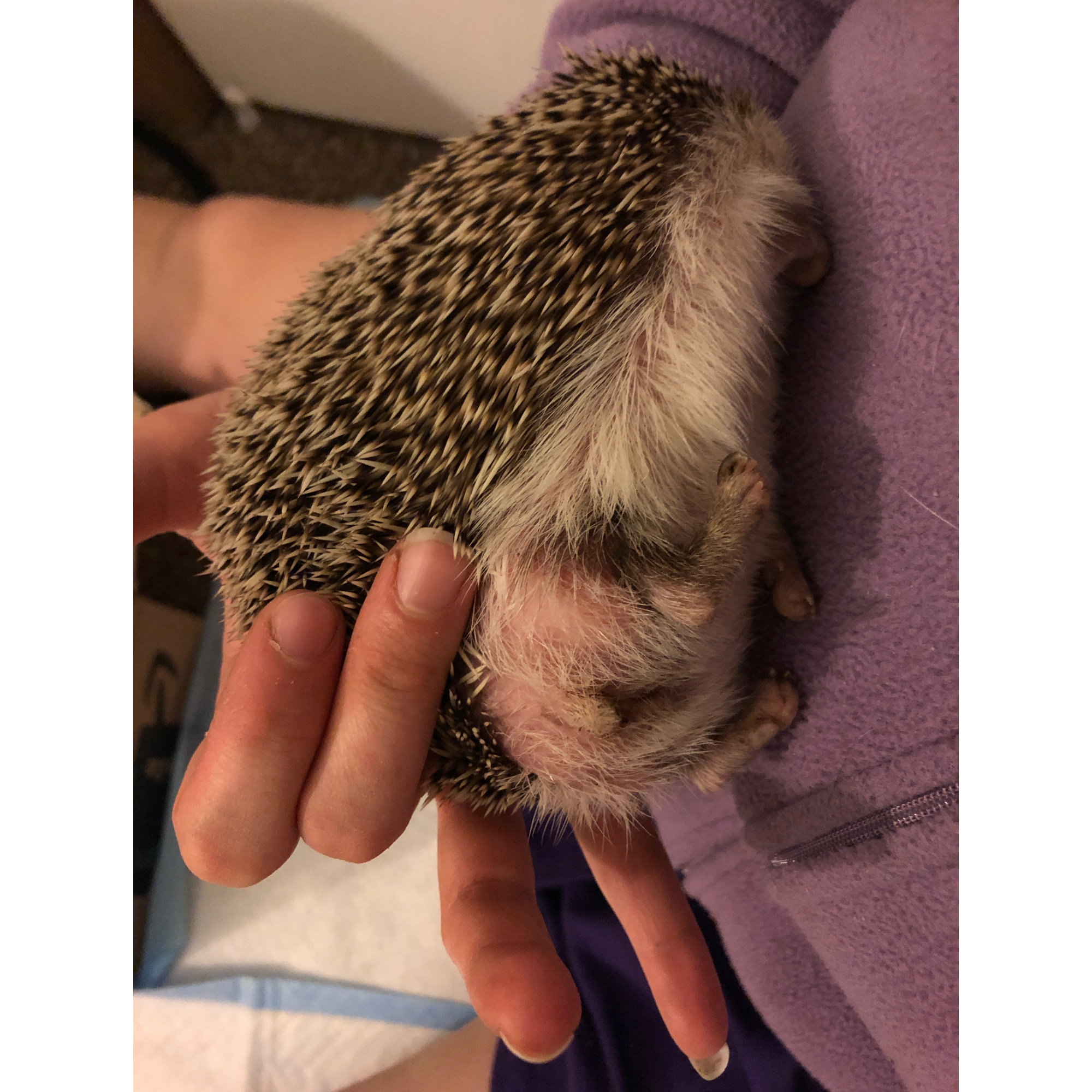 Four-toed Hedgehog